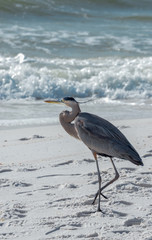 Great Blue Heron on Beach near surf