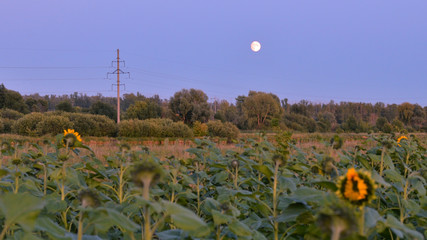 The power transmission tower and the moon are visible on the lake in the evening. They are reflected in the water. The golden hour is now time. Background for the energy industry. Beautiful background