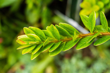 Background of a group of green small leaves