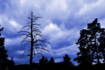 Lonely ded tree. Low heavy clouds. Toned