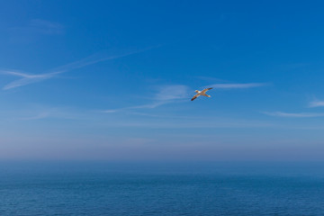 Wild bird in the wild Morus bassanus - Northern Gannet on the island of Helgoland on the North Sea in Germany. The background is a nice bokeh.