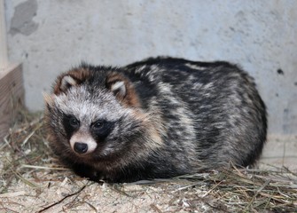 Raccoon dog lying in the hay