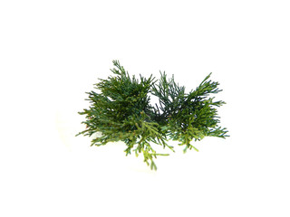 thuja branch isolated on white background