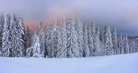 Panoramic view of the covered with frost trees in the snowdrifts and dramatic sky. Cold winter foggy morning. Sunrise lighten up the sky and horizon. Location place Carpathian, Ukraine, Europe.