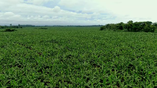 Beautiful cinematic aerial view of the banana plantation in Costa Rica