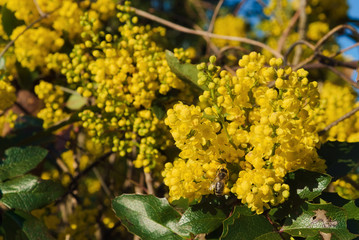 Yellow Mahonia aquifolium flowers and bee collecting pollen