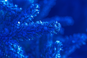 Blue textured natural background with frozen  coniferous branches.  Color of the year concept. Color of 2020 year - classic blue. Organic texture close up. Magic artistic image.