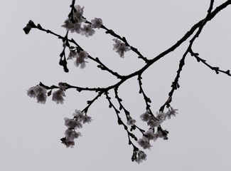 Mandelblüte