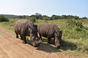 Rhinos without a horn