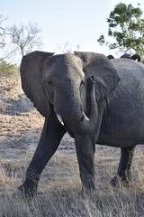 Obraz premium elephant in the wild