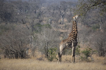 Giraffe reaching out for food