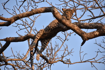 Waiting until the lions leave the tree