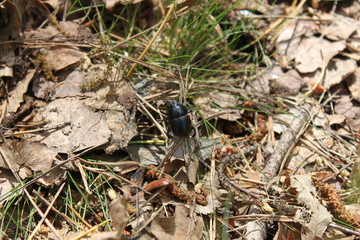 Beetle (forest dwarf) sitting on the ground in the forest close-up.