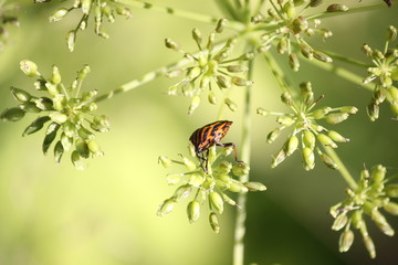 Beetle (Scutellaria ruler) sitting on a flower, close-up.