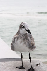 seagull on the beach