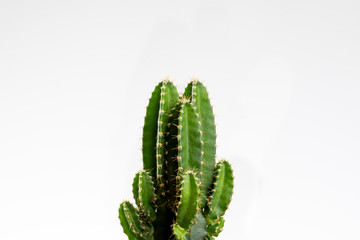 Cactus in close-up on white background