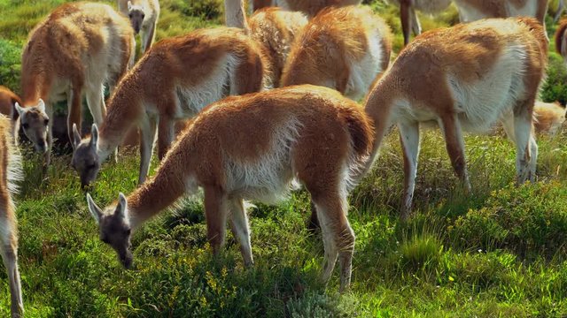 Herd of Guanacos Grazing in Torres Del Paine National Park, Chile, Patagonia Wildlife, South America