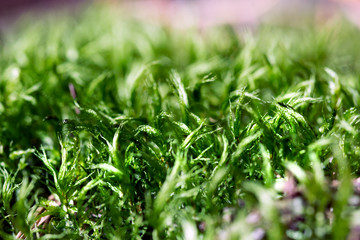 Beautiful green moss, macro shot