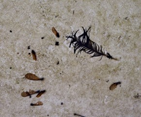 Vogelfeder auf Markise