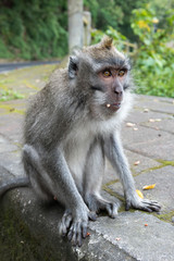Makake
