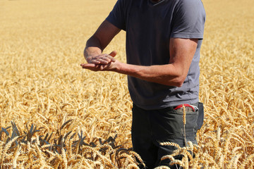 Landwirt prüft sein Getreide