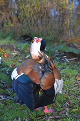 ges egipska © Iwona