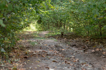 Young boar on a path in the forest.