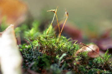 Beautiful green moss, macro shot