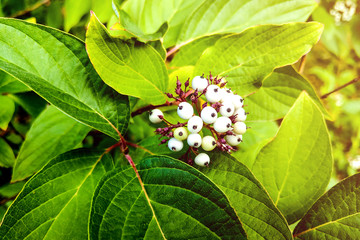 White indigo berry, Randia aculeata in the garden.