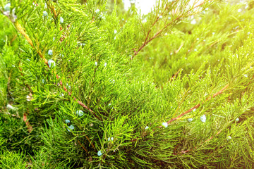 Green leaves pattern of creeping juniper or Juniperus horizontalis.