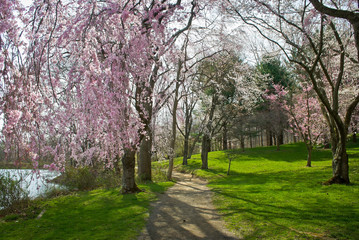 Fototapeta na wymiar Spring Path