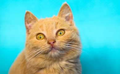 Fototapeta premium The emotions of a small and fluffy red kitten on a simple and bright blue background, cozy and cute portraits of a pet
