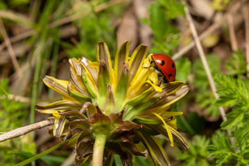 Fototapeta premium Ladybug on leaf