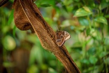 motyl © Pawe