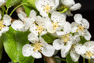 Fresh flowers with rain drops 