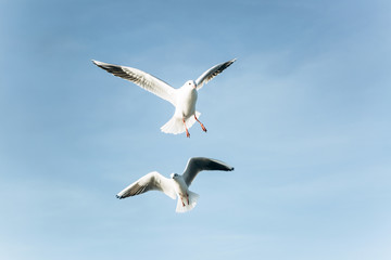 Fototapeta na wymiar Two seagulls are flying against the blue sky.