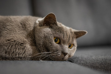 kot brytyjski © Pawe