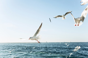 A group of seagulls is flying against the blue sky.