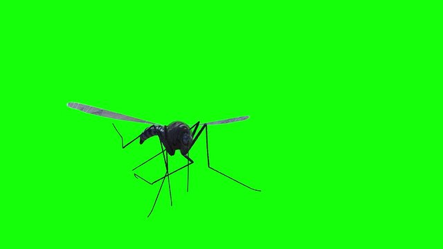 mosquito fly on green background 3d render