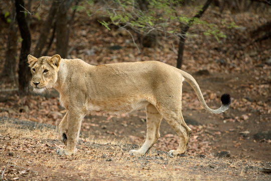 Female Lion, Panthera leo persica, at Gir National Park, Gujrat, India.
