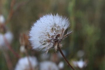 Fluffy dandelion blossomed in a spring meadow