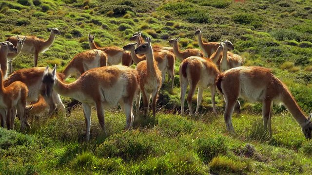 Herd of Guanacos Grazing in Torres Del Paine National Park, Chile, Patagonia Wildlife, South America