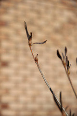 brown bush in the fall