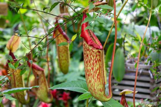 Tropical Pitcher Plant or Nepenthes carnivorous plant