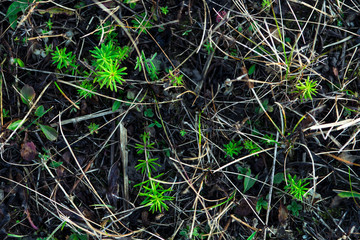 Hippuris bright green grass in autumn forest, texture, closeup.