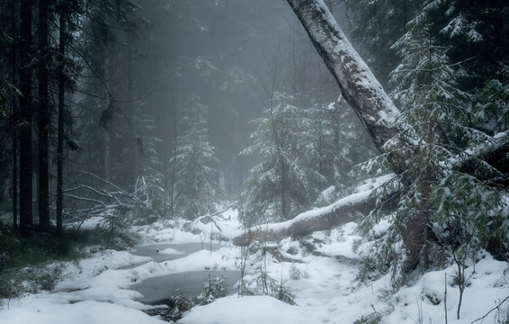 Fallen trunks in a misty, moody and snowy forest. Norway