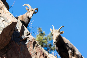 Bighorn Sheep in Waterton Canyon by the South Platte River