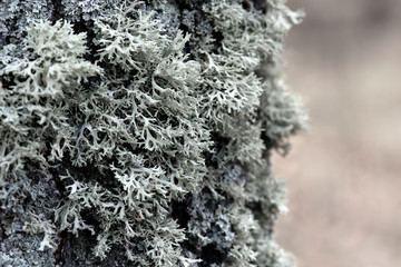 Evernia prunastri gray lichen on a tree trunk, macro shot with blurry background.