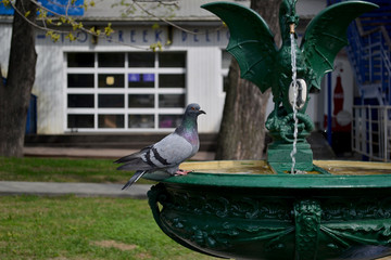 A dove sits on a fountain in a park. Summer.