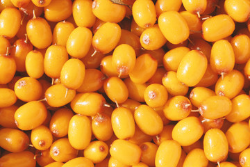 Fresh ripe sea buckthorn berries. Close-up. Top view. Background. Texture.